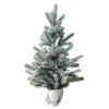 Best Sapin en pot 66 cm Sapin