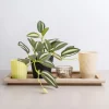 Outlet Set photophore Bougie, Senteur
