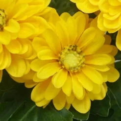 Hot Zinnia artificiel en pot Fleur, Plante Artificielle
